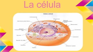 La célula