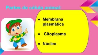 Partes de célula animal:
● Membrana
plasmática
● Citoplasma
● Núcleo