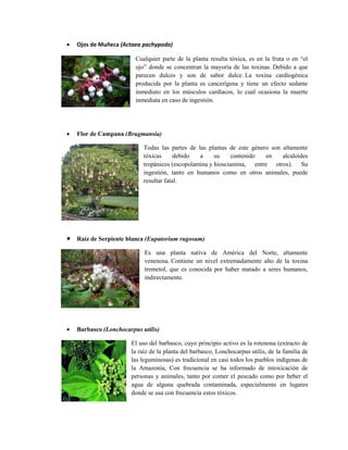 Ojos de Muñeca (Actaea pachypoda)
Cualquier parte de la planta resulta tóxica, es en la fruta o en “el
ojo” donde se concentran la mayoría de las toxinas. Debido a que
parecen dulces y son de sabor dulce. La toxina cardiogénica
producida por la planta es cancerígena y tiene un efecto sedante
inmediato en los músculos cardíacos, lo cual ocasiona la muerte
inmediata en caso de ingestión.
 Flor de Campana (Brugmansia)
Todas las partes de las plantas de este género son altamente
tóxicas debido a su contenido en alcaloides
tropánicos (escopolamina y hiosciamina, entre otros). Su
ingestión, tanto en humanos como en otros animales, puede
resultar fatal.
 Raíz de Serpiente blanca (Eupatorium rugosum)
Es una planta nativa de América del Norte, altamente
venenosa. Contiene un nivel extremadamente alto de la toxina
tremetol, que es conocida por haber matado a seres humanos,
indirectamente.
 Barbasco (Lonchocarpus utilis)
El uso del barbasco, cuyo principio activo es la rotenona (extracto de
la raíz de la planta del barbasco, Lonchocarpus utilis, de la familia de
las leguminosas) es tradicional en casi todos los pueblos indígenas de
la Amazonía, Con frecuencia se ha informado de intoxicación de
personas y animales, tanto por comer el pescado como por beber el
agua de alguna quebrada contaminada, especialmente en lugares
donde se usa con frecuencia estos tóxicos.
 