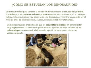 ¿CÓMO SE ESTUDIAN LOS DINOSAURIOS?
La forma principal para conocer la vida de los dinosaurios es el estudio de los fósiles.
Los fósiles son los restos de animales o plantas que se han conservado en la tierra por
miles o millones de años. Hay pocos fósiles de dinosaurios. Encontrar uno puede ser el
fruto de años de excavaciones o, a veces, una casualidad muy afortunada.
Uno de los mayores problemas es que los esqueletos fosilizados en general están
muy fragmentados. Es decir unos pocos huesos, o partes de ellos. La labor de los
paleontólogos es reconstruir el dinosaurio a partir de estas pocas piezas, un
verdadero puzzle.
 