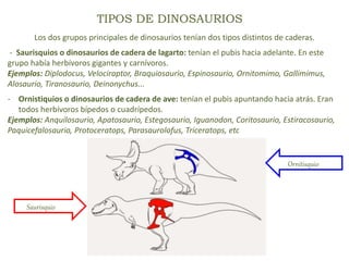 TIPOS DE DINOSAURIOS
Los dos grupos principales de dinosaurios tenían dos tipos distintos de caderas.
- Saurisquios o dinosaurios de cadera de lagarto: tenían el pubis hacia adelante. En este
grupo había herbívoros gigantes y carnívoros.
Ejemplos: Diplodocus, Velociraptor, Braquiosaurio, Espinosaurio, Ornitomimo, Gallimimus,
Alosaurio, Tiranosaurio, Deinonychus...
- Ornistiquios o dinosaurios de cadera de ave: tenían el pubis apuntando hacia atrás. Eran
todos herbívoros bípedos o cuadrípedos.
Ejemplos: Anquilosaurio, Apatosaurio, Estegosaurio, Iguanodon, Coritosaurio, Estiracosaurio,
Paquicefalosaurio, Protoceratops, Parasaurolofus, Triceratops, etc
Saurisquio
Ornitisquio
 