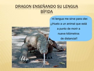 DRAGON ENSEÑANDO SU LENGUA
BÍFIDA
Mi lengua me sirve para oler.
¡¡Huelo a un animal que está
a punto de morir a
nueve kilómetros
de distancia!!
 