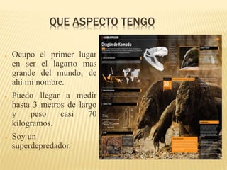 QUE ASPECTO TENGO
● Ocupo el primer lugar
en ser el lagarto mas
grande del mundo, de
ahí mi nombre.
● Puedo llegar a medir
hasta 3 metros de largo
y peso casi 70
kilogramos.
● Soy un
superdepredador.
 