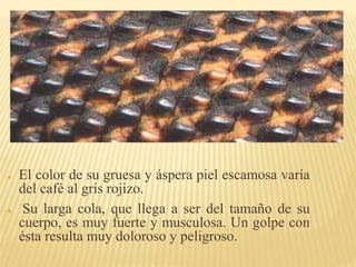 ● El color de su gruesa y áspera piel escamosa varía
del café al gris rojizo.
● Su larga cola, que llega a ser del tamaño de su
cuerpo, es muy fuerte y musculosa. Un golpe con
ésta resulta muy doloroso y peligroso.
 