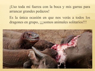 ¡Uso toda mi fuerza con la boca y mis garras para
arrancar grandes pedazos!
Es la única ocasión en que nos verás a todos los
dragones en grupo, ¡¡¡somos animales solitarios!!!
 
