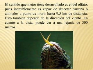 El sentido que mejor tiene desarrollado es el del olfato,
pues increíblemente es capaz de detectar carroña o
animales a punto de morir hasta 9.5 km de distancia.
Esto también depende de la dirección del viento. En
cuanto a la vista, puede ver a una lejanía de 300
metros.
 
