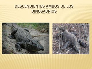 DESCENDIENTES AMBOS DE LOS
DINOSAURIOS
 