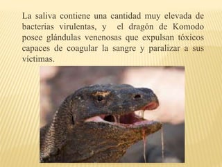 La saliva contiene una cantidad muy elevada de
bacterias virulentas, y el dragón de Komodo
posee glándulas venenosas que expulsan tóxicos
capaces de coagular la sangre y paralizar a sus
víctimas.
 