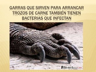 GARRAS QUE SIRVEN PARA ARRANCAR
TROZOS DE CARNE TAMBIÉN TIENEN
BACTERIAS QUE INFECTAN
 