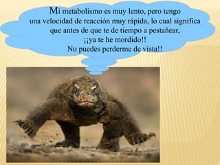 Mi metabolismo es muy lento, pero tengo
una velocidad de reacción muy rápida, lo cual significa
que antes de que te de tiempo a pestañear,
¡¡ya te he mordido!!
No puedes perderme de vista!!
 