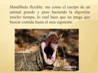 Mandíbula flexible: me como el cuerpo de un
animal grande y paso haciendo la digestión
mucho tiempo, lo cual hace que no tenga que
buscar comida hasta el mes siguiente.
 