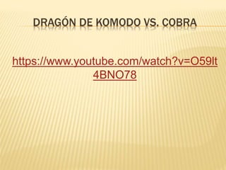 DRAGÓN DE KOMODO VS. COBRA
https://www.youtube.com/watch?v=O59lt
4BNO78
 