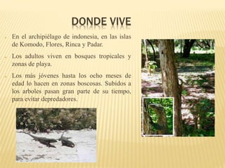DONDE VIVE
● En el archipiélago de indonesia, en las islas
de Komodo, Flores, Rinca y Padar.
● Los adultos viven en bosques tropicales y
zonas de playa.
● Los más jóvenes hasta los ocho meses de
edad lo hacen en zonas boscosas. Subidos a
los arboles pasan gran parte de su tiempo,
para evitar depredadores.
 