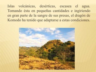 Islas volcánicas, desérticas, escasea el agua.
Tomando ésta en pequeñas cantidades e ingiriendo
en gran parte de la sangre de sus presas, el dragón de
Komodo ha tenido que adaptarse a estas condiciones.
 