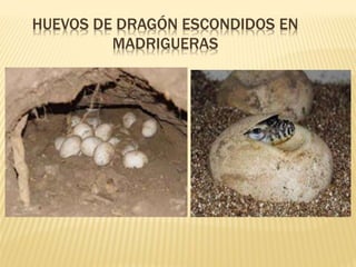 HUEVOS DE DRAGÓN ESCONDIDOS EN
MADRIGUERAS
 