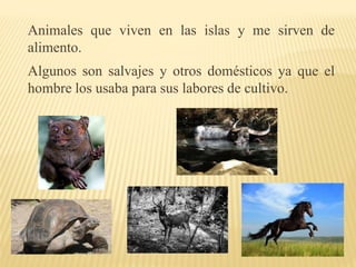 Animales que viven en las islas y me sirven de
alimento.
Algunos son salvajes y otros domésticos ya que el
hombre los usaba para sus labores de cultivo.
 