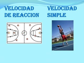 VELOCIDAD SIMPLE
