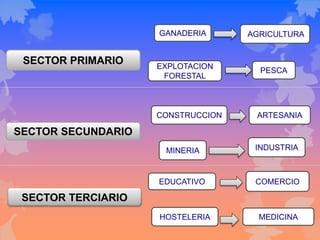 SECTOR PRIMARIO
AGRICULTURAGANADERIA
EXPLOTACION
FORESTAL
PESCA
SECTOR SECUNDARIO
ARTESANIACONSTRUCCION
MINERIA INDUSTRIA
SECTOR TERCIARIO
HOSTELERIA
EDUCATIVO
MEDICINA
COMERCIO
 
