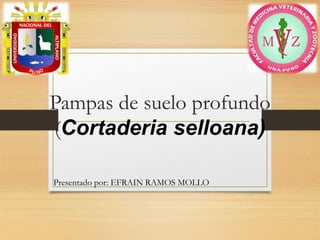 Pampas de suelo profundo
(Cortaderia selloana)
Presentado por: EFRAIN RAMOS MOLLO
 