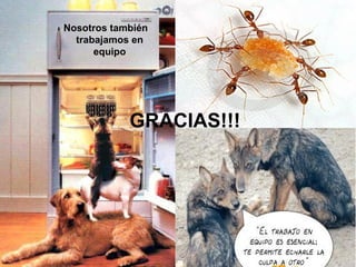 GRACIAS!!! Nosotros también trabajamos en equipo 