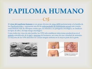 PAPILOMA HUMANO
       
El virus del papiloma humano es un grupo diverso de virus ADN perteneciente a la familia de
los Papillomaviridae y representa una de las enfermedades de transmisión sexual más común,
conociéndose más de 100 tipos virales que, en relación a su patogenia oncológica, se clasifican
en tipos de alto y de bajo riesgo oncológico.
Como todos los virus de esta familia, los VPH sólo establecen infecciones productivas en el
epitelio estratificado de la piel y mucosas de humanos, así como de una variedad de animales.
La mayoría de los VPH descritos no causan ningún síntoma en la mayor parte de la gente.
 