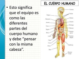 • Esto significa 
que el equipo es 
como las 
diferentes 
partes del 
cuerpo humano 
y debe “pensar 
con la misma 
cabeza”. 
 