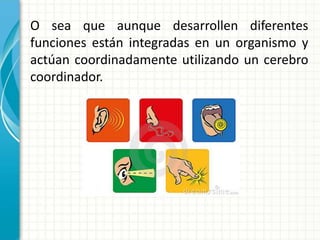 O sea que aunque desarrollen diferentes 
funciones están integradas en un organismo y 
actúan coordinadamente utilizando un cerebro 
coordinador. 
 