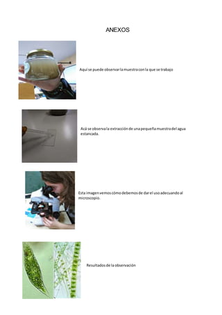 ANEXOS
Aquí se puede observarlamuestraconla que se trabajo
Acá se observala extracciónde unapequeñamuestradel agua
estancada.
Esta imagenvemoscómodebemosde darel usoadecuandoal
microscopio.
Resultadosde laobservación
 