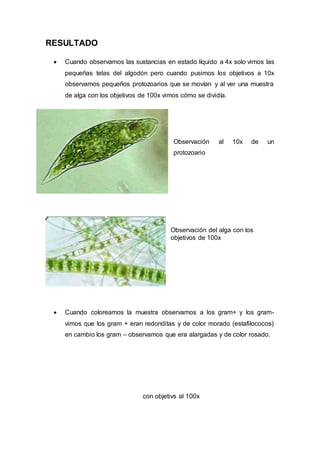 RESULTADO
 Cuando observamos las sustancias en estado líquido a 4x solo vimos las
pequeñas telas del algodón pero cuando pusimos los objetivos a 10x
observamos pequeños protozoarios que se movían y al ver una muestra
de alga con los objetivos de 100x vimos cómo se dividía.
Observación al 10x de un
protozoario
Observación del alga con los
objetivos de 100x
 Cuando coloreamos la muestra observamos a los gram+ y los gram-
vimos que los gram + eran redonditas y de color morado (estafilococos)
en cambio los gram – observamos que era alargadas y de color rosado.
con objetivs al 100x
 