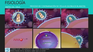 PARTES DEL VIRUS PROCESO DE CONTAMINACIÓN DE CÉLULAS (GLOBULOS BLANCOS)
¿SABIAS QUÉ… SOLAMENTE 1 DE CADA 10 PERSONAS
INFECTADAS EN EL MUNDO, SABE QUE LO ESTÁ?
FISIOLOGÍA
 
