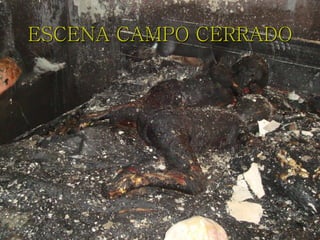 ESCENA CAMPO CERRADO
 