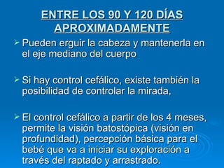 ENTRE LOS 90 Y 120 DÍAS APROXIMADAMENTE Pueden erguir la cabeza y mantenerla en el eje mediano del cuerpo  Si hay control cefálico, existe también la posibilidad de controlar la mirada,  El control cefálico a partir de los 4 meses, permite la visión batostópica (visión en profundidad), percepción básica para el bebé que va a iniciar su exploración a través del raptado y arrastrado. 