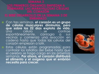 SEMANA 3
LOS PRIMEROS ÓRGANOS EMPIEZAN A
FORMARSE. LAS MARAVILLOSAS CÉLULAS
DEL CORAZÓN
EL BEBÉ DESARROLLO EN LA SEMANA 3 DE
EMBARAZO
 Con tres semanas, el corazón es un grupo
de células musculares diminutas, pero
que sobre los 22 días explota de vida.
Una célula se contrae
espontáneamente, contagia a sus
vecinas y comienza una reacción en
cadena hasta que todas las células del
corazón empiezan a latir.
 Estas células están programadas para
controlar los latiditos del bebé hasta que
el cerebro se haga cargo en las próximas
semanas. Por ahora, el corazón distribuirá
el alimento y el oxígeno que el embrión
necesita para crecer.
 