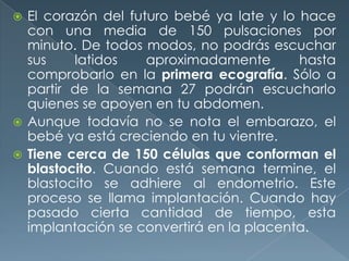  El corazón del futuro bebé ya late y lo hace
con una media de 150 pulsaciones por
minuto. De todos modos, no podrás escuchar
sus latidos aproximadamente hasta
comprobarlo en la primera ecografía. Sólo a
partir de la semana 27 podrán escucharlo
quienes se apoyen en tu abdomen.
 Aunque todavía no se nota el embarazo, el
bebé ya está creciendo en tu vientre.
 Tiene cerca de 150 células que conforman el
blastocito. Cuando está semana termine, el
blastocito se adhiere al endometrio. Este
proceso se llama implantación. Cuando hay
pasado cierta cantidad de tiempo, esta
implantación se convertirá en la placenta.
 