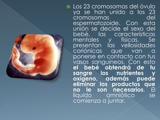  Los 23 cromosomas del óvulo
ya se han unido a los 23
cromosomas del
espermatozoide. Con esta
unión se decide el sexo del
bebé, las características
mentales y físicas. Se
presentan las vellosidades
coriónicas que van a
ponerse en contacto con tus
vasos sanguíneos. Con esto
el bebé obtendrá de tu
sangre los nutrientes y
oxígeno, además puede
eliminar los productos que
no le son necesarios. El
líquido amniótico se
comienza a juntar.
 