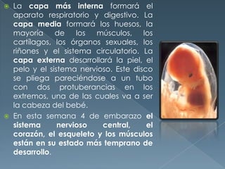  La capa más interna formará el
aparato respiratorio y digestivo. La
capa media formará los huesos, la
mayoría de los músculos, los
cartílagos, los órganos sexuales, los
riñones y el sistema circulatorio. La
capa externa desarrollará la piel, el
pelo y el sistema nervioso. Este disco
se pliega pareciéndose a un tubo
con dos protuberancias en los
extremos, una de las cuales va a ser
la cabeza del bebé.
 En esta semana 4 de embarazo el
sistema nervioso central, el
corazón, el esqueleto y los músculos
están en su estado más temprano de
desarrollo.
 
