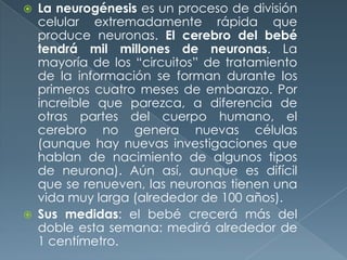  La neurogénesis es un proceso de división
celular extremadamente rápida que
produce neuronas. El cerebro del bebé
tendrá mil millones de neuronas. La
mayoría de los “circuitos” de tratamiento
de la información se forman durante los
primeros cuatro meses de embarazo. Por
increíble que parezca, a diferencia de
otras partes del cuerpo humano, el
cerebro no genera nuevas células
(aunque hay nuevas investigaciones que
hablan de nacimiento de algunos tipos
de neurona). Aún así, aunque es difícil
que se renueven, las neuronas tienen una
vida muy larga (alrededor de 100 años).
 Sus medidas: el bebé crecerá más del
doble esta semana: medirá alrededor de
1 centímetro.
 