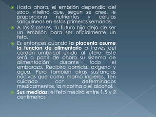  Hasta ahora, el embrión dependía del
saco vitelino que, según se cree, le
proporciona nutrientes y células
sanguíneas en estas primeras semanas.
 A los 2 meses, tu futuro hijo deja de ser
un embrión para ser oficialmente un
feto.
 Es entonces cuando la placenta asume
la función de alimentarlo a través del
cordón umbilical unido al útero. Éste
será a partir de ahora su sistema de
alimentación durante todo el
embarazo. Recibirá comida, oxígeno y
agua. Pero también otras sustancias
nocivas que como mamá ingieras. Ten
cuidado con determinados
medicamentos, la nicotina o el alcohol.
 Sus medidas: el feto medirá entre 1,5 y 2
centímetros
 