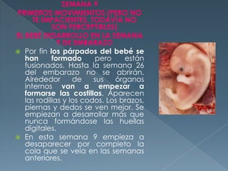 SEMANA 9
PRIMEROS MOVIMIENTOS (PERO NO
TE IMPACIENTES, TODAVÍA NO
SON PERCEPTIBLES)
EL BEBÉ DESARROLLO EN LA SEMANA
9 DE EMBARAZO
 Por fin los párpados del bebé se
han formado pero están
fusionados. Hasta la semana 26
del embarazo no se abrirán.
Alrededor de sus órganos
internos van a empezar a
formarse las costillas. Aparecen
las rodillas y los codos. Los brazos,
piernas y dedos se ven mejor. Se
empiezan a desarrollar más que
nunca formándose las huellas
digitales.
 En esta semana 9 empieza a
desaparecer por completo la
cola que se veía en las semanas
anteriores.
 