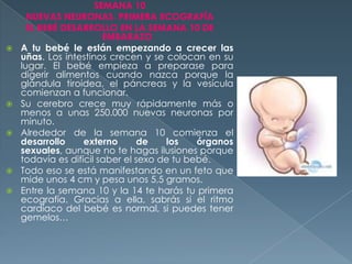 SEMANA 10
NUEVAS NEURONAS. PRIMERA ECOGRAFÍA
EL BEBÉ DESARROLLO EN LA SEMANA 10 DE
EMBARAZO
 A tu bebé le están empezando a crecer las
uñas. Los intestinos crecen y se colocan en su
lugar. El bebé empieza a preparase para
digerir alimentos cuando nazca porque la
glándula tiroidea, el páncreas y la vesícula
comienzan a funcionar.
 Su cerebro crece muy rápidamente más o
menos a unas 250.000 nuevas neuronas por
minuto.
 Alrededor de la semana 10 comienza el
desarrollo externo de los órganos
sexuales, aunque no te hagas ilusiones porque
todavía es difícil saber el sexo de tu bebé.
 Todo eso se está manifestando en un feto que
mide unos 4 cm y pesa unos 5,5 gramos.
 Entre la semana 10 y la 14 te harás tu primera
ecografía. Gracias a ella, sabrás si el ritmo
cardíaco del bebé es normal, si puedes tener
gemelos…
 