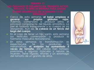 SEMANA 11
LOS ÓRGANOS SE DESARROLLAN. PRIMEROS ACTOS
REFLEJOS. TU BEBÉ SE ENTRENA PARA ANDAR
EL BEBÉ DESARROLLO EN LA SEMANA 11 DE
EMBARAZO
 Cerca de esta semana, el bebé empieza a
generar sus propios glóbulos rojos.
Además, comenzará a producir orina, el
principal componente del líquido amniótico. La
piel es todavía transparente y su cuerpo se va
alargando. Aun así, la cabeza es un tercio del
largo del cuerpo.
 En el caso de tener un hijo varón, esta semana
sus testículos comenzarán a producir la
hormona masculina testosterona.
 En estas semanas la transformación es
espectacular. Se ha producido la
metamorfosis, el embrión ha aumentado 5
veces de tamaño, 200 células han tomado
posiciones y algunos músculos y nervios se
mueven. Tiene hígado, riñones y un estómago
del tamaño de un granito de arroz.
 