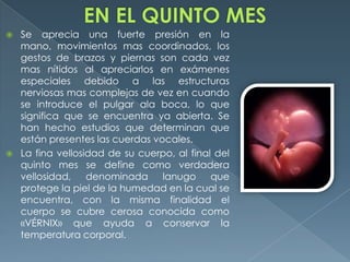  Se aprecia una fuerte presión en la
mano, movimientos mas coordinados, los
gestos de brazos y piernas son cada vez
mas nítidos al apreciarlos en exámenes
especiales debido a las estructuras
nerviosas mas complejas de vez en cuando
se introduce el pulgar ala boca, lo que
significa que se encuentra ya abierta. Se
han hecho estudios que determinan que
están presentes las cuerdas vocales.
 La fina vellosidad de su cuerpo, al final del
quinto mes se define como verdadera
vellosidad, denominada lanugo que
protege la piel de la humedad en la cual se
encuentra, con la misma finalidad el
cuerpo se cubre cerosa conocida como
«VÉRNIX» que ayuda a conservar la
temperatura corporal.
 