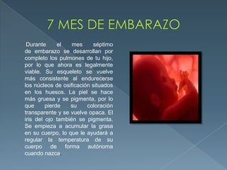 Durante el mes séptimo
de embarazo se desarrollan por
completo los pulmones de tu hijo,
por lo que ahora es legalmente
viable. Su esqueleto se vuelve
más consistente al endurecerse
los núcleos de osificación situados
en los huesos. La piel se hace
más gruesa y se pigmenta, por lo
que pierde su coloración
transparente y se vuelve opaca. El
iris del ojo también se pigmenta.
Se empieza a acumular la grasa
en su cuerpo, lo que le ayudará a
regular la temperatura de su
cuerpo de forma autónoma
cuando nazca.
 