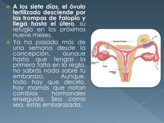  A los siete días, el óvulo
fertilizado desciende por
las trompas de Falopio y
llega hasta el útero, su
refugio en los próximos
nueve meses.
 Ya ha pasado más de
una semana desde la
concepción, aunque
hasta que tengas la
primera falta en la regla,
no sabrás nada sobre tu
embarazo. Aunque,
todo hay que decirlo,
hay mamás que notan
cambios hormonales
enseguida. Sea como
sea, estás embarazada.
 