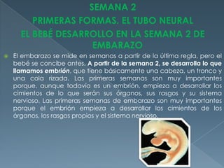 SEMANA 2
PRIMERAS FORMAS. EL TUBO NEURAL
EL BEBÉ DESARROLLO EN LA SEMANA 2 DE
EMBARAZO
 El embarazo se mide en semanas a partir de la última regla, pero el
bebé se concibe antes. A partir de la semana 2, se desarrolla lo que
llamamos embrión, que tiene básicamente una cabeza, un tronco y
una cola rizada. Las primeras semanas son muy importantes
porque, aunque todavía es un embrión, empieza a desarrollar los
cimientos de lo que serán sus órganos, sus rasgos y su sistema
nervioso. Las primeras semanas de embarazo son muy importantes
porque el embrión empieza a desarrollar los cimientos de los
órganos, los rasgos propios y el sistema nervioso.
 