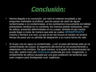 Conclusión: Hemos llegado a la conclusión, por todo el material recopilado y las preguntas realizadas al profesor, que los peces así sean de aguas contaminadas o no contaminadas, si los cambiamos bruscamente de hábitat presentaran cambios en su conducta, los mismos podrán estresarse, morir de asfixia, presentar deformidades en su cuerpo, también el pez macho puede llegar a mutar de manera que este se vuelve  HERMAFRODITA  (macho y hembra a la vez), ya que al ser tan brusco el cambio no tendría tiempo de pasar por un periodo de adaptación a su nueva forma de vida. Si el pez vive en agua no contaminada , y con el paso del tiempo esta se va contaminando de a poco, el organismo del animal se irá acostumbrando y adaptando a los cambios. De igual manera, si el grado de contaminación es muy alto, podría morir por  intoxicación  producida por sust. inorgánicas, o simplemente de asfixia causada por una gran población de bacterias que usan oxígeno para biodegradar sust. orgánicas .  