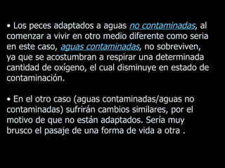 •  Los peces adaptados a aguas  no contaminadas , al comenzar a vivir en otro medio diferente como seria en este caso,  aguas contaminadas , no sobreviven, ya que se acostumbran a respirar una determinada cantidad de oxígeno, el cual disminuye en estado de contaminación. • En el otro caso (aguas contaminadas/aguas no contaminadas) sufrirán cambios similares, por el motivo de que no están adaptados. Sería muy brusco el pasaje de una forma de vida a otra . 