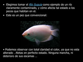 Elegimos tomar el  Río Suquia  como ejemplo de un río claramente contaminado, y cómo afecta tal estado a los peces que habitan en el. Este es un pez que convencional: •  Podemos observar con total claridad el color, ya que no esta alterado . Aletas en perfecto estado. Ninguna mancha, ni deterioro de sus escamas …  