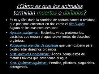 ¿Cómo es que los animales terminan  muertos  o  dañados ? Es muy fácil dada la cantidad de contaminantes o residuos que podemos encontrar en ríos como el  Río Suquia . Alguno de los mas comunes son: Agentes patógenos  :  Bacterias, virus, protozoarios, parásitos que entran al agua provenientes de desechos orgánicos. Poblaciones grandes de bacterias  que usan oxígeno para biodegradar desechos orgánicos. Sust. químicas inorgánicas :  Ácidos, compuestos de metales tóxicos que envenenan el agua . Sust. Químicas orgánicas :  Petróleo, plásticos, plaguicidas, detergentes. 
