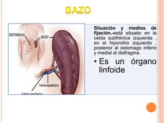 Situación y medios de
fijación.-está situado en la
celda subfrénica izquierda ,
en el hipondrio izquierdo ,
posterior al estomago inferio
y medial al diafragma
• Es un órgano
linfoide
 